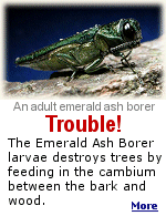 The Emerald Ash Borer probably arrived in the United States on solid wood packing material carried in cargo ships or airplanes originating in its native Asia.